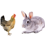 適合鴿子、禽類